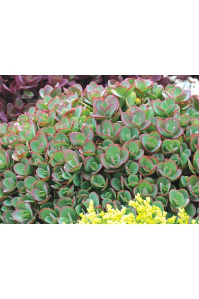 Очиток Лайм Зінгер зелене листя з червоною облямівкою